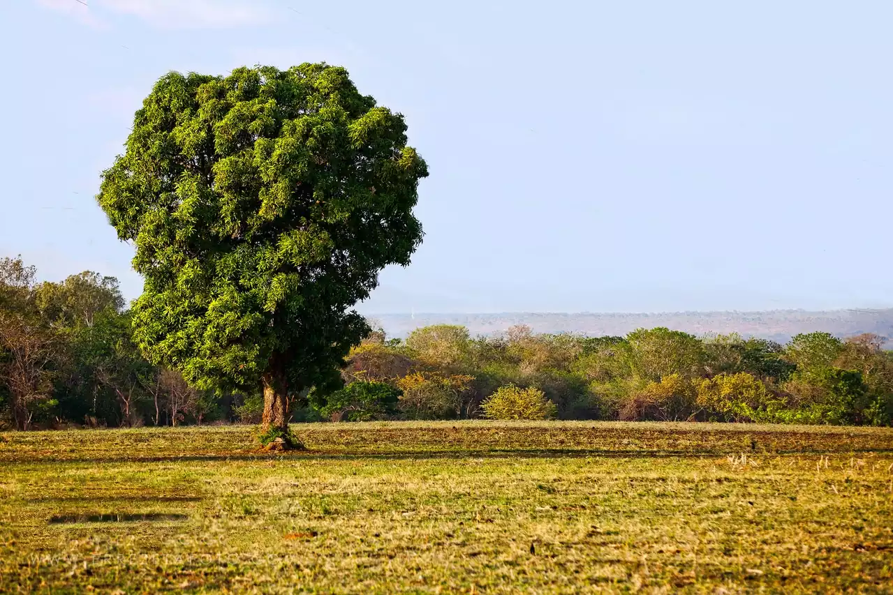 How to grow mangoes